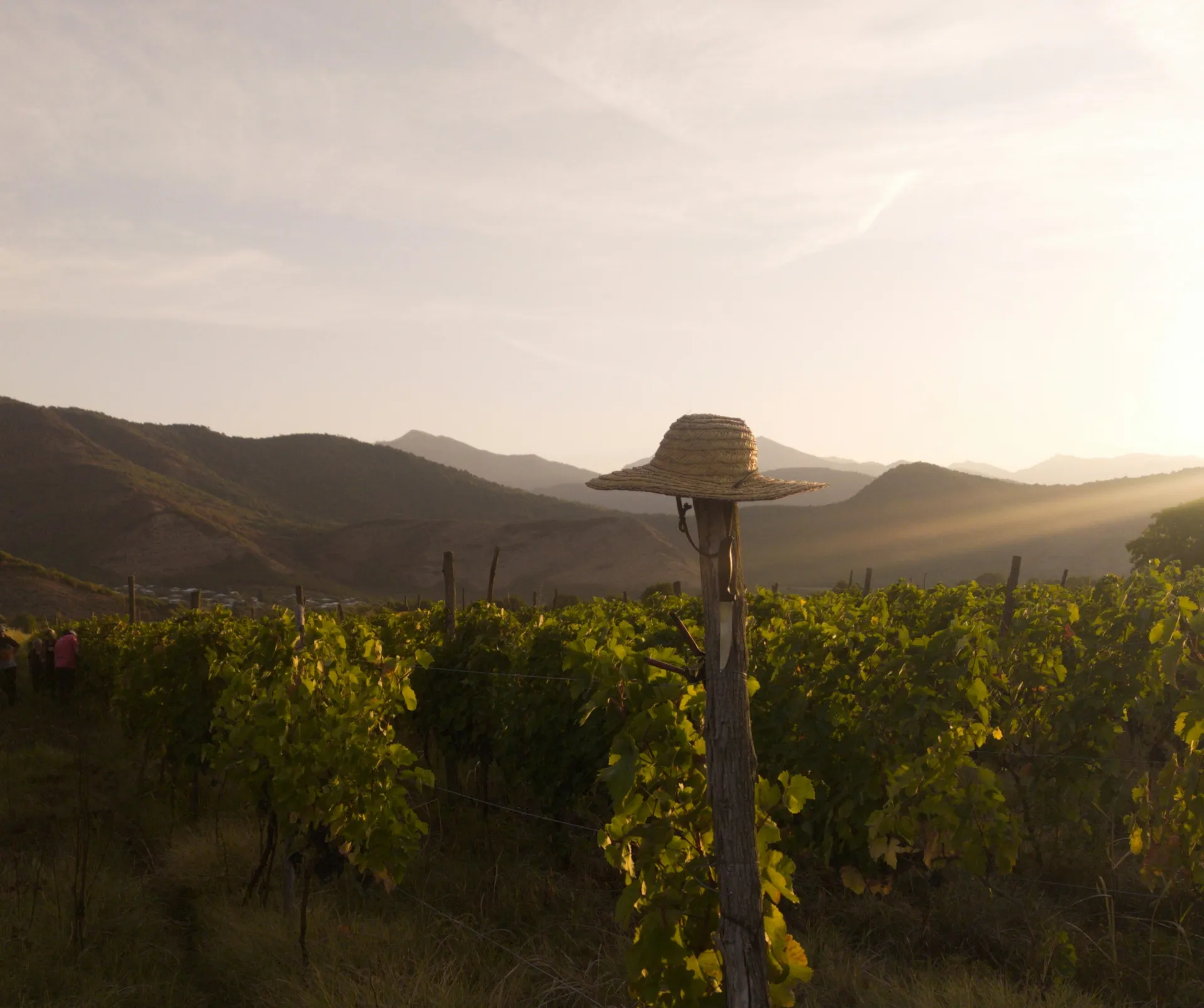 Vineyard in Shakriani, Kakheti, Georgia