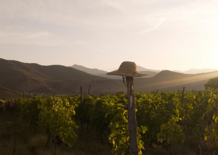 Vineyard in Shakriani, Kakheti, Georgia